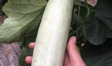 在景区吃瓜的网红是谁,揭秘在景区吃瓜的网红传奇